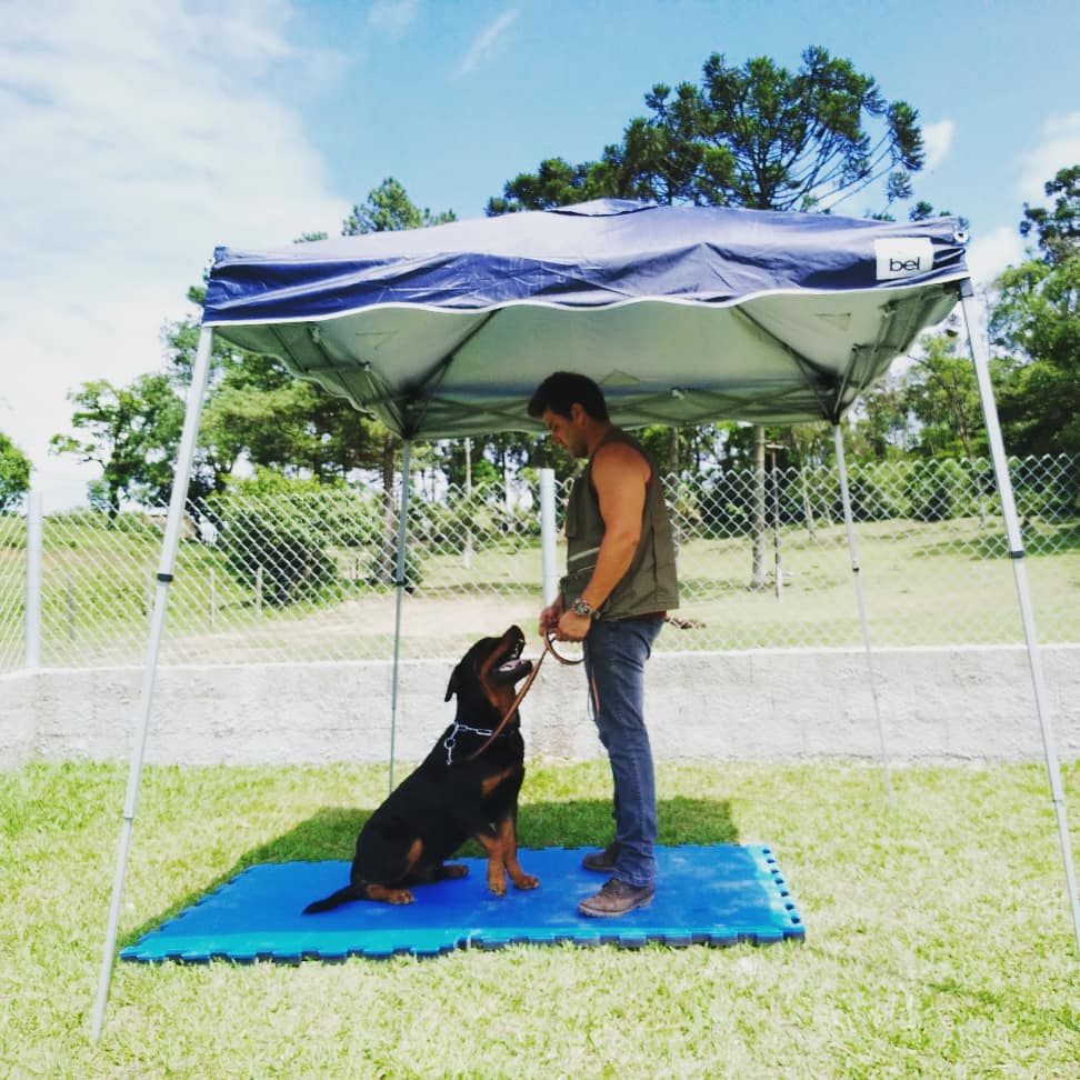 Comandos básicos  Um cachorro em pé. No adestramento básico, ensina-se ao cão alguns comandos necessários para uma obediência simples e inicial para quaisquer outros adestramentos, excetuando-se, segundo alguns adestradores o adestramento de faro, que em alguns casos e, dependendo da finalidade, não se utiliza o adestramento de obediência. Seguem abaixo os comandos básicos a serem ensinados ao cão: [11]  Senta: Comportamento natural do animal que estabelece controle e obediência. Deita: Deitar sob comando estabelece controle do cão e hierarquia da matilha, uma vez que o comportamento de deitar entre os cães significa submissão. Aqui: Comando utilizado para o animal se aproximar de seu proprietário ou condutor e se sentar. Junto: Comando dado para que o cão ande ao lado esquerdo do condutor, utilizado para conduzir o cão num passeio ou em qualquer outra situação em que se deseja o controle do animal. Fica: O cão fica no lugar onde foi deixado e na posição em que foi ordenado (sentado, deitado, etc), só saindo do comando após ser autorizado pelo proprietário através de outro comando.