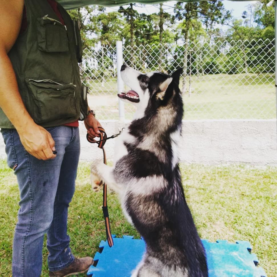 Comandos básicos  Um cachorro em pé. No adestramento básico, ensina-se ao cão alguns comandos necessários para uma obediência simples e inicial para quaisquer outros adestramentos, excetuando-se, segundo alguns adestradores o adestramento de faro, que em alguns casos e, dependendo da finalidade, não se utiliza o adestramento de obediência. Seguem abaixo os comandos básicos a serem ensinados ao cão: [11]  Senta: Comportamento natural do animal que estabelece controle e obediência. Deita: Deitar sob comando estabelece controle do cão e hierarquia da matilha, uma vez que o comportamento de deitar entre os cães significa submissão. Aqui: Comando utilizado para o animal se aproximar de seu proprietário ou condutor e se sentar. Junto: Comando dado para que o cão ande ao lado esquerdo do condutor, utilizado para conduzir o cão num passeio ou em qualquer outra situação em que se deseja o controle do animal. Fica: O cão fica no lugar onde foi deixado e na posição em que foi ordenado (sentado, deitado, etc), só saindo do comando após ser autorizado pelo proprietário através de outro comando.